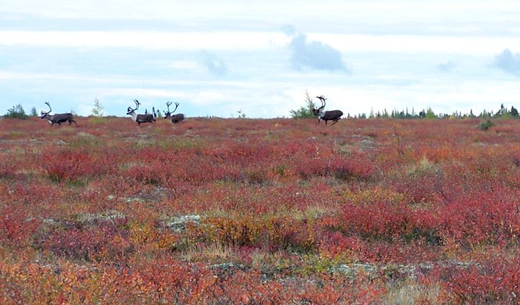 Landscape image of caribou running