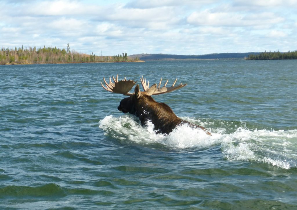 large moose swimming in the water