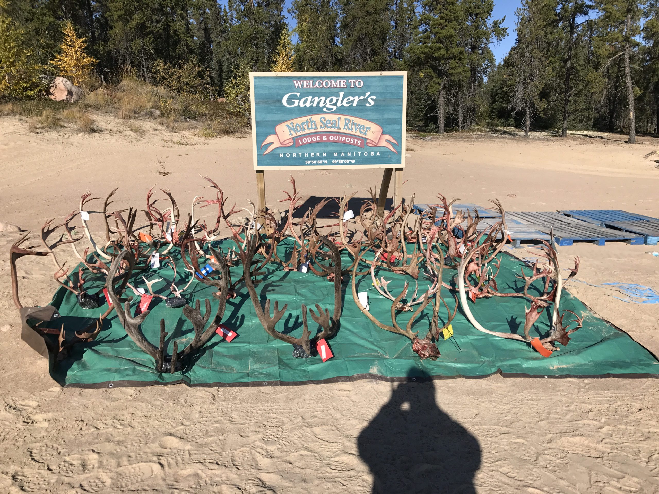 Large tarp covered with standing caribou antlers