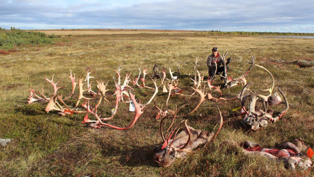 several caribou antlers and skin laying on the ground after a hunt