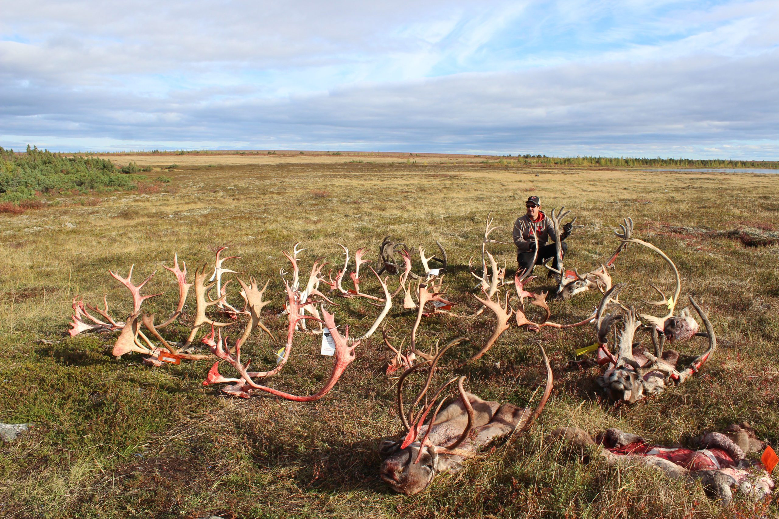 several caribou antlers and skin laying on the ground after a hunt