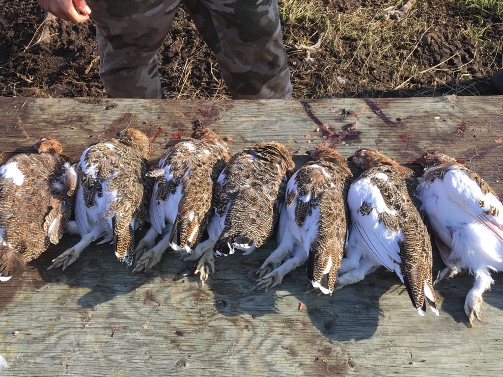 Seven dead ptarmigan birds on a wood surface