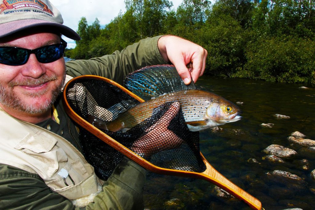 man holding an arctic grayling through a net and lifting the fishes back fin