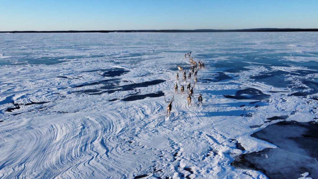 Aerial view of caribou migrating over the ice.