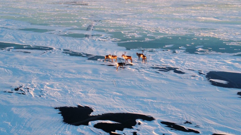 Aerial view of 6 caribou standing on the ice