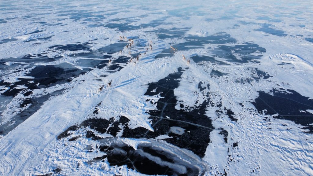 Aerial image of the caribou migrating over the ice