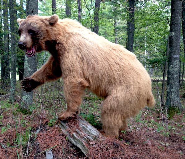 bear taxidermy standing in the woods