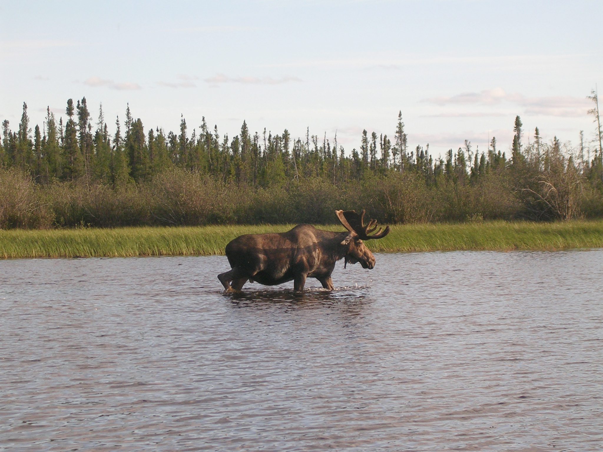 A long moose standing in the water.