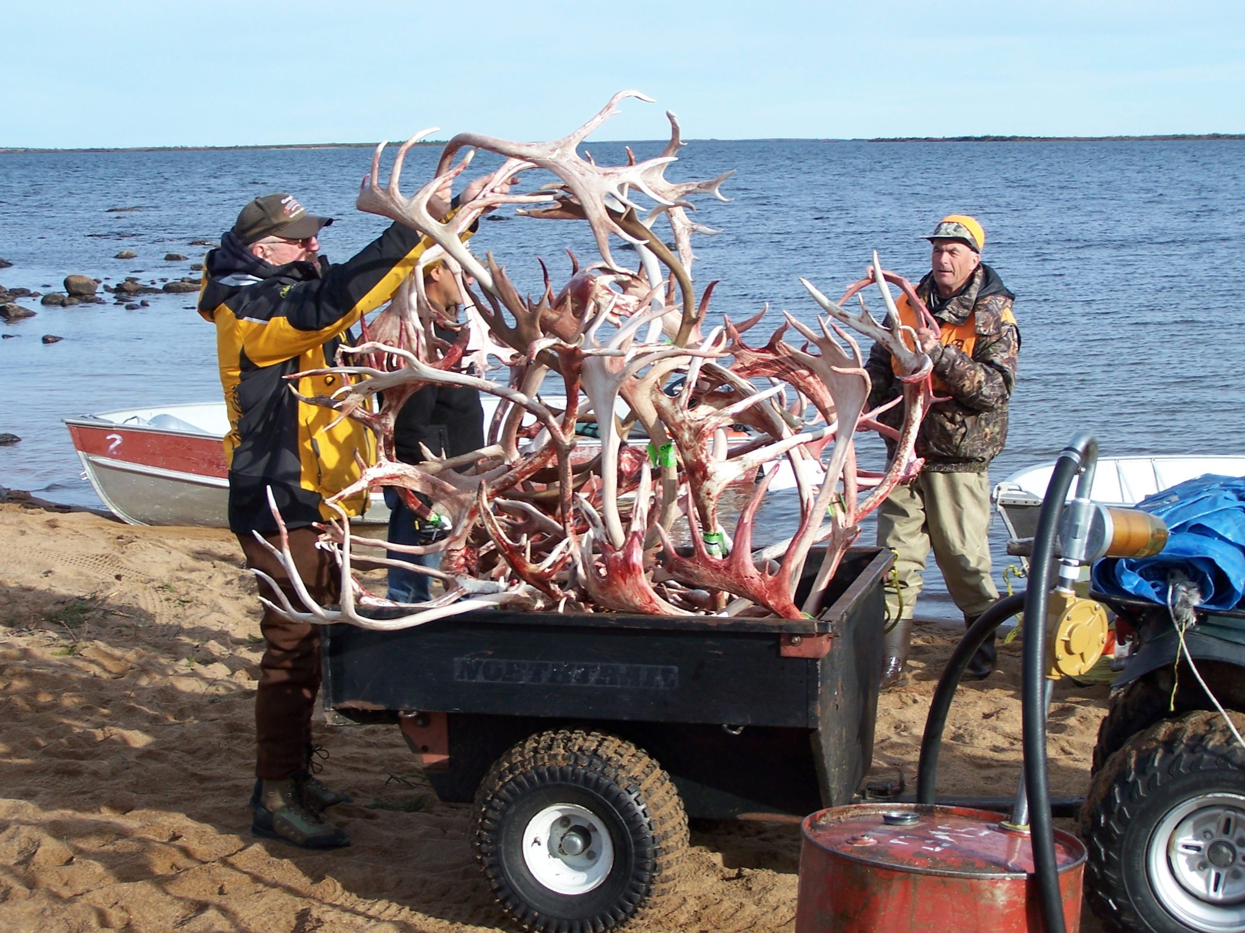 Two people loading caribou antlers into a large wheelbarrow. 